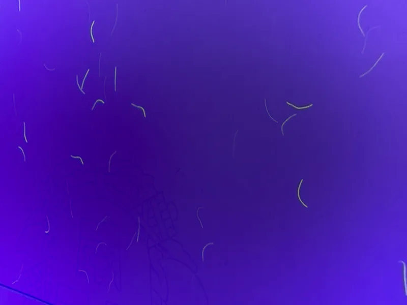 UV-fibrer i säkerhetspapper